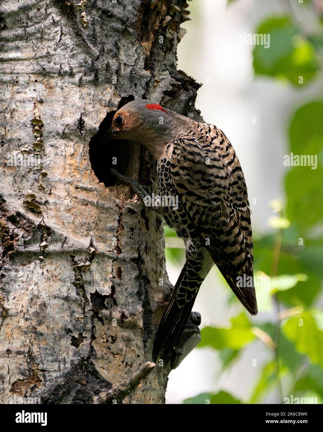 Northern Flicker close-up view entering in its nest cavity entrance, in ...