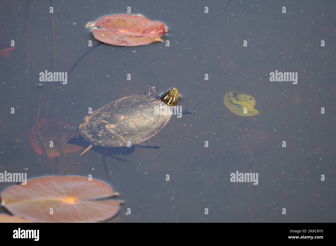 Painted Turtle swimming with lily water pads background in its