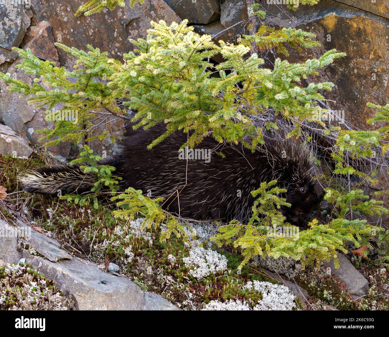 Porcupine close-up profile view in the forest with a big rock and moss hiding under a coniferous tree in its surrounding and habitat environment. Stock Photo