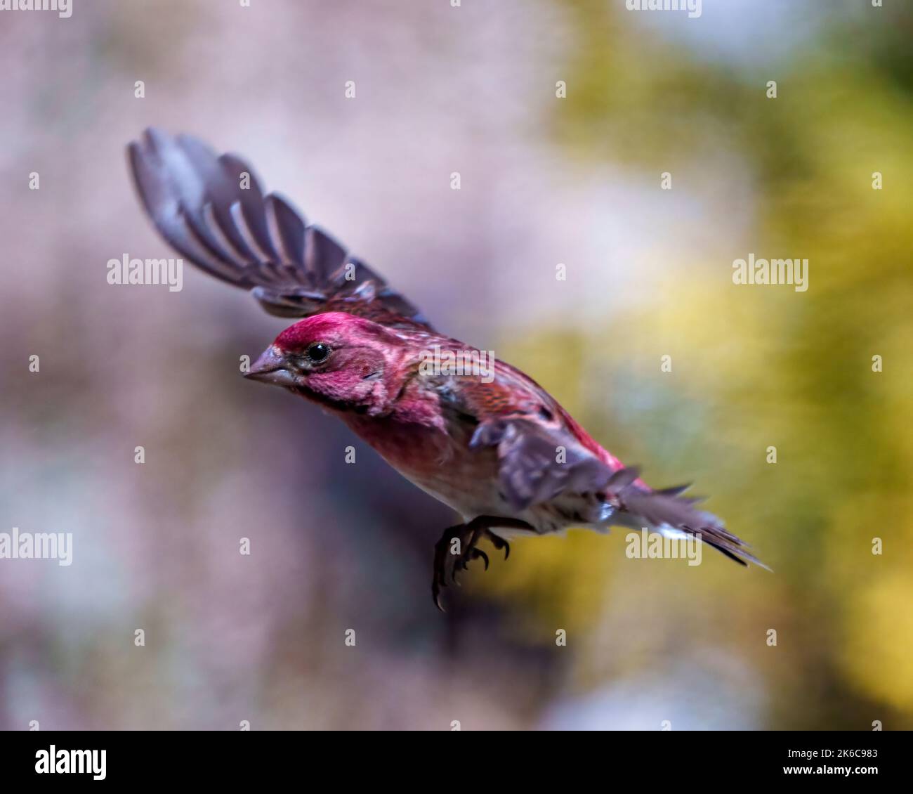 Finch male flying with its beautiful red colour spread wings with a blur background in its environment and habitat surrounding. Bird flight. Stock Photo