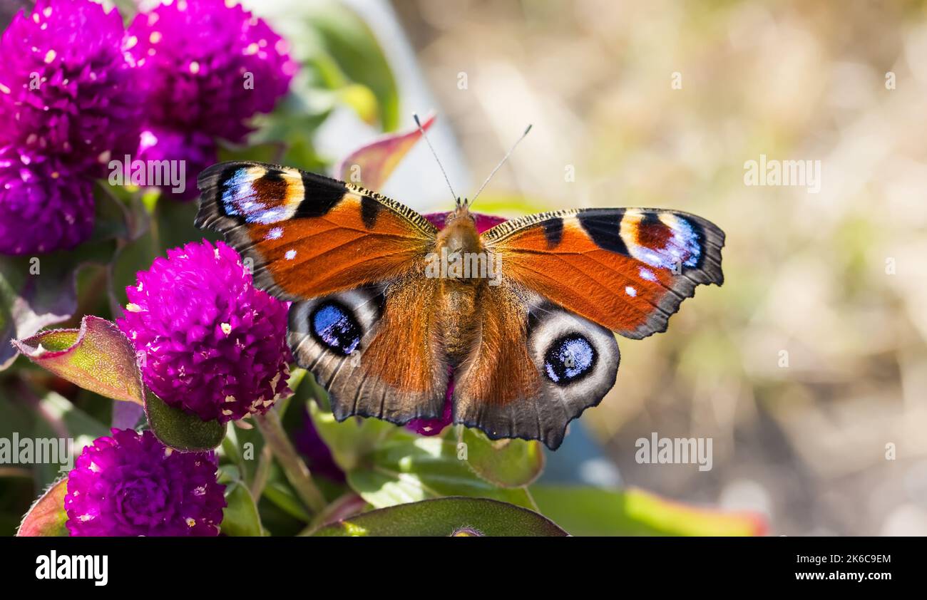 Peacock butterfly on pink flower hi-res stock photography and images ...