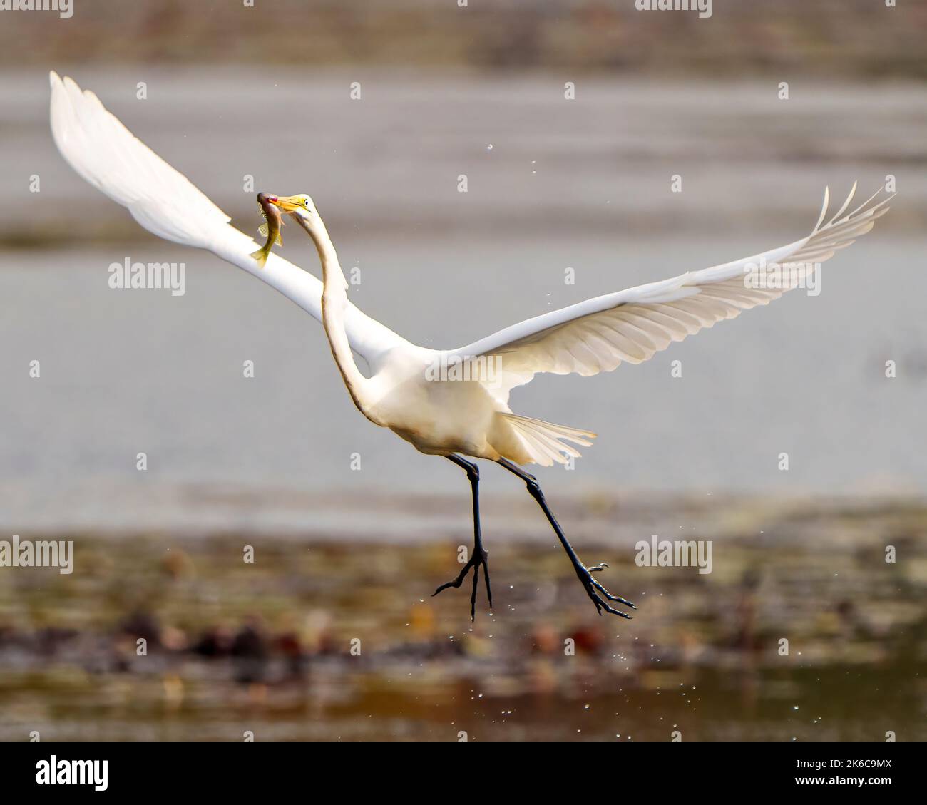 Great White Egret flying with a fish in its beak, displaying spread wings and beautiful white feather plumage in its environment and wetland habitat. Stock Photo