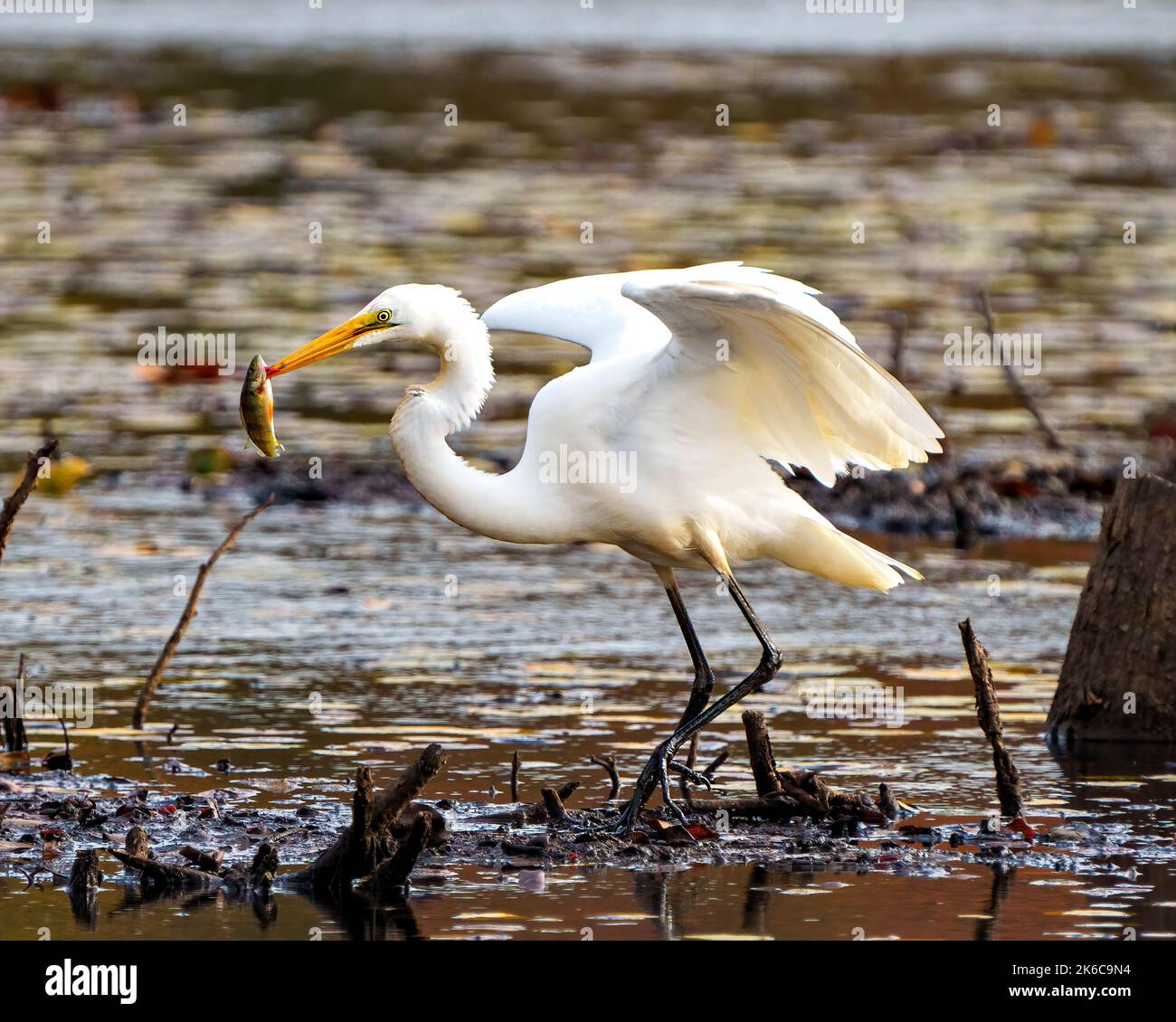 Great White Egret close-up profile side view with a fish in its beak in shallow water with foliage background in its environment and wetland habitat. Stock Photo
