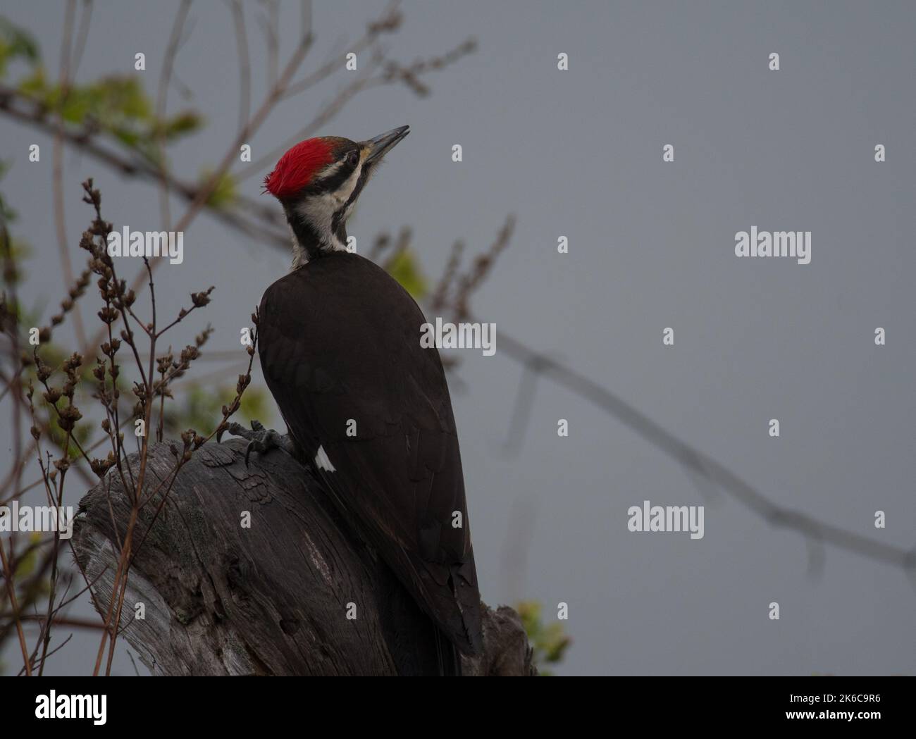 Pileated Woodpecker looking away on the shore of Cayuga Lake Stock Photo
