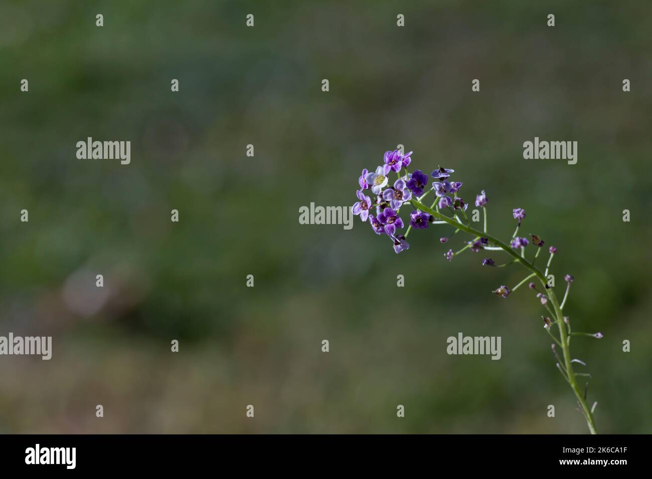 Alyssum flower hi-res stock photography and images - Alamy