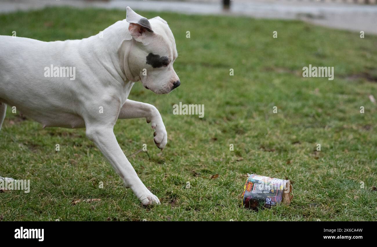 Warsaw, Poland January 1, 2022 Dog and fireworks. A young white dog