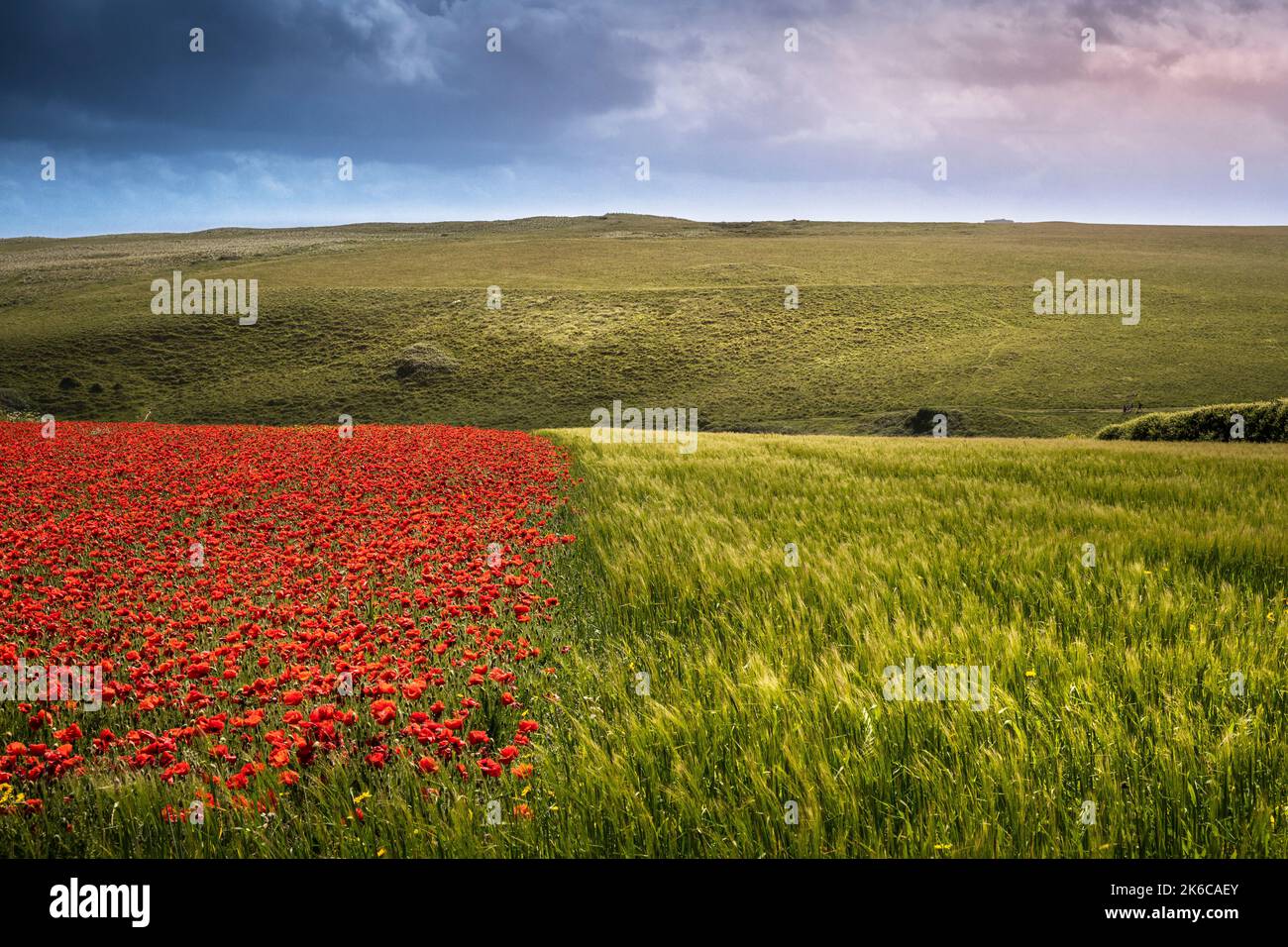 A spectacular beautiful field planted with poppies and barley on West Pentire in Newquay in Cornwall in the UK. Stock Photo