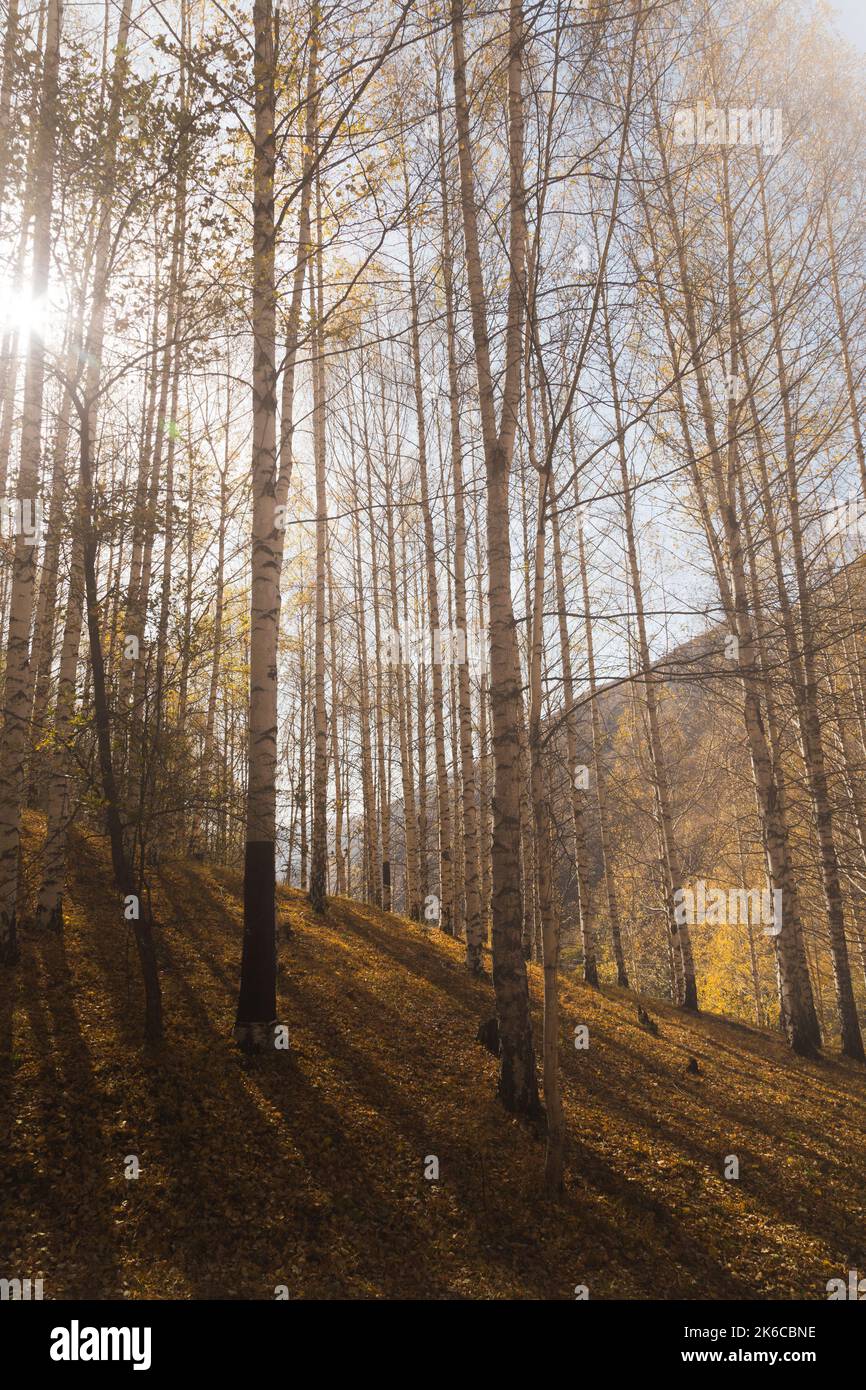 Autumn Birch Grove Stock Photo Alamy Autumn Birch Grove Stock Photo Alamy