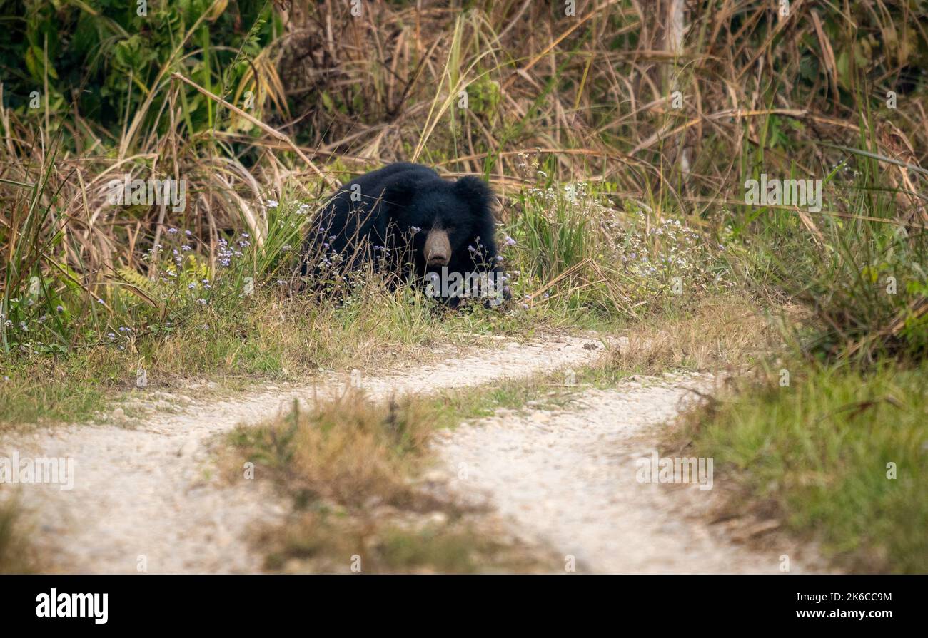 A sloth bear looking out of the jungle grasses in the Chitwan National