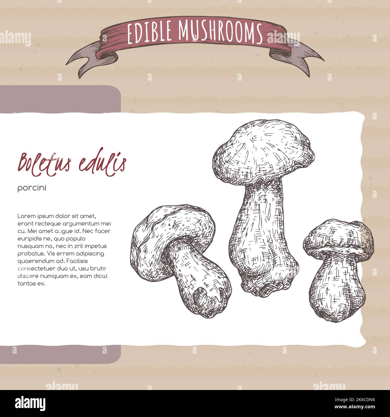 Boletus edulis aka porcini mushroom sketch on cardboard background. Edible mushrooms series. Stock Vector