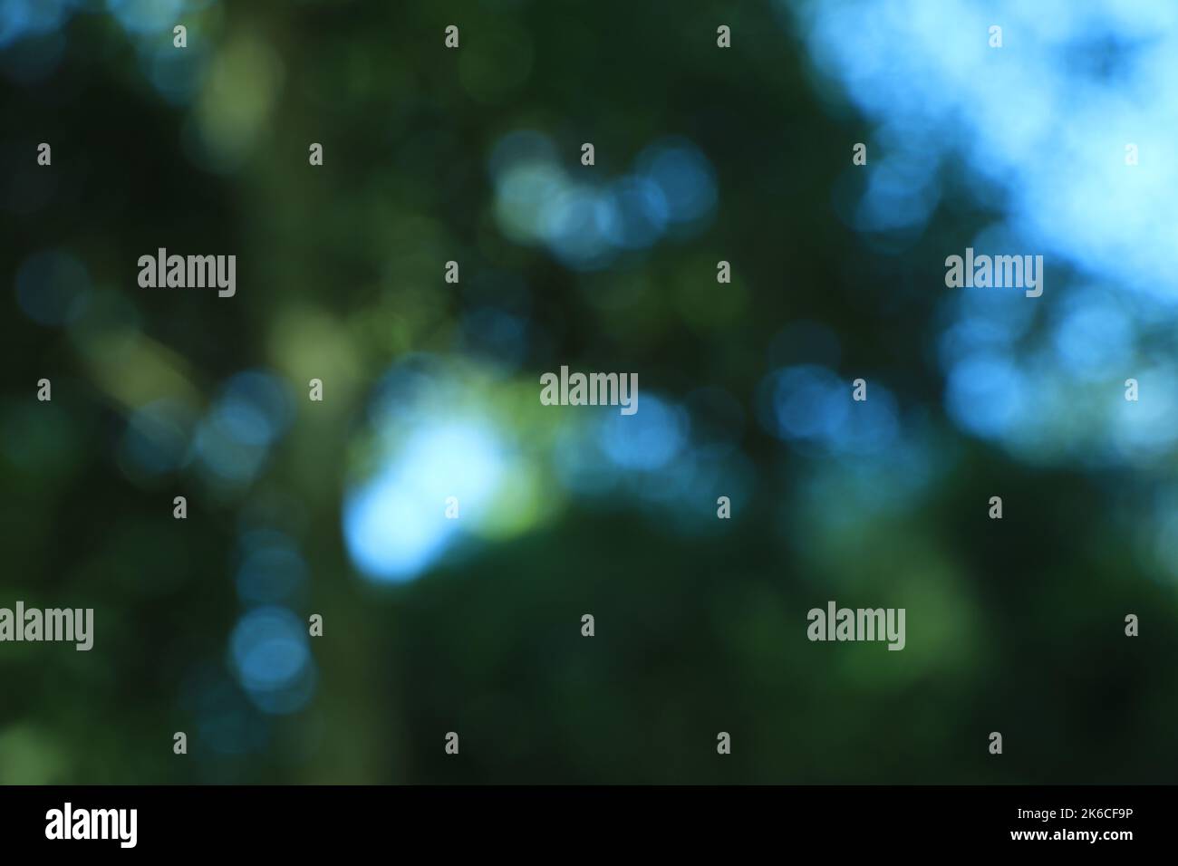 Green leaf nature on blurred greenery background. Beautiful leaf texture in sunlight. Natural background. close-up of macro with copy space for text. Stock Photo