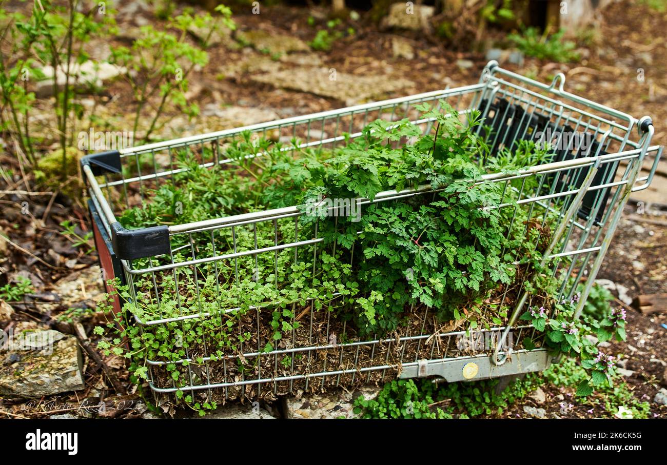 Shopping cart with growing seasonal vegetables illustrates sustainability. Basket with thriving grass conveys a concept of sustainable transportation Stock Photo