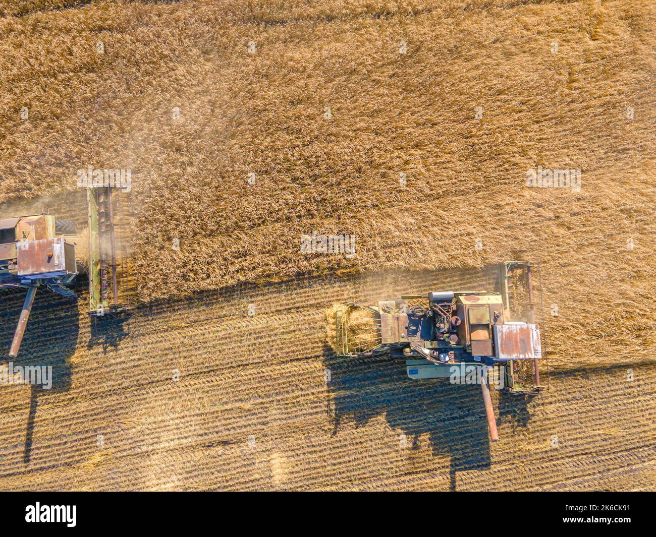 Harvest wheat grain and crop aerial view.Harvesting wheat,oats, barley in fields,ranches and farmlands.Combines mow in the field.Agro-industry.Combine Stock Photo