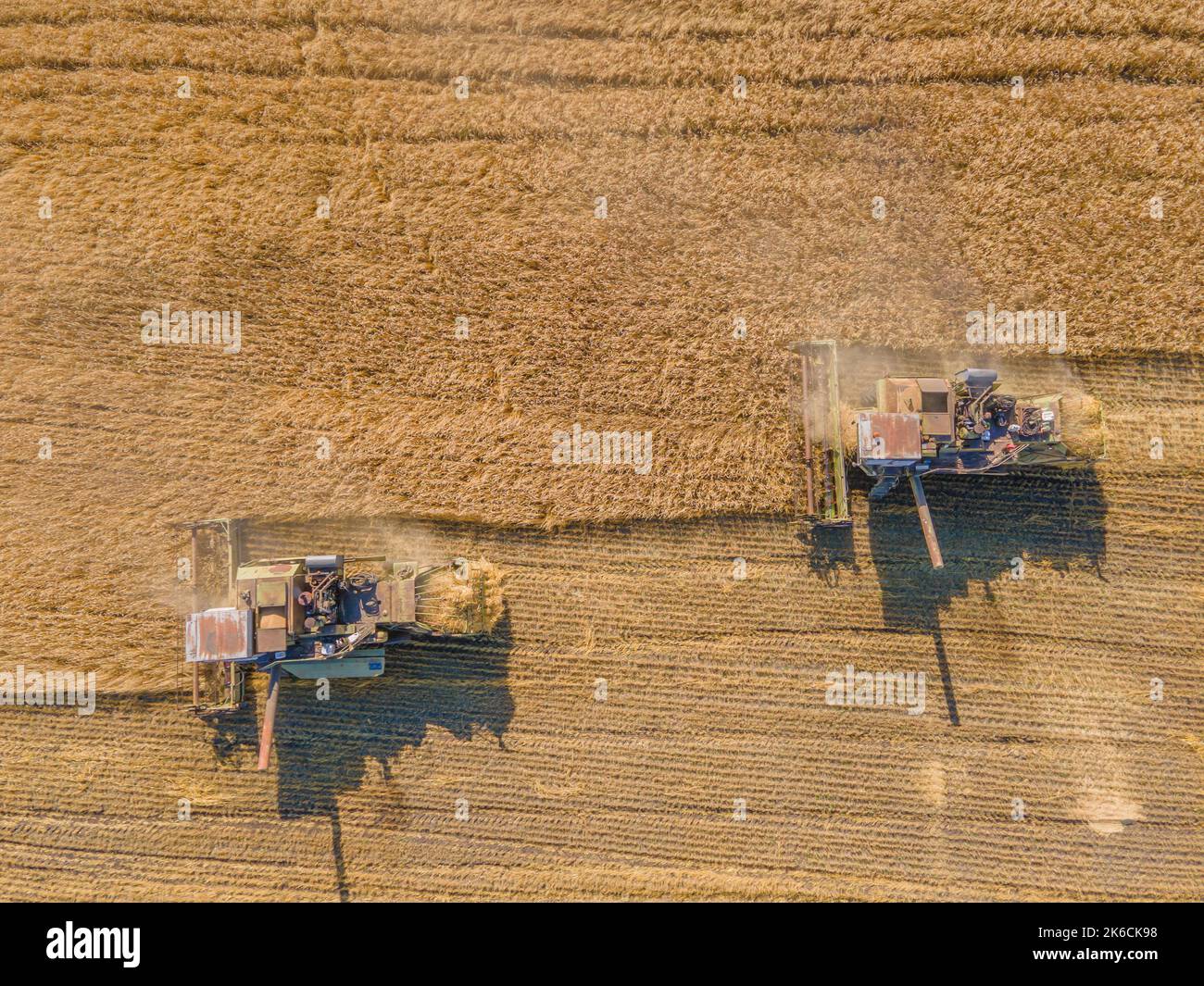 Harvest wheat grain and crop aerial view.Harvesting wheat,oats, barley in fields,ranches and farmlands.Combines mow in the field.Agro-industry.Combine Stock Photo