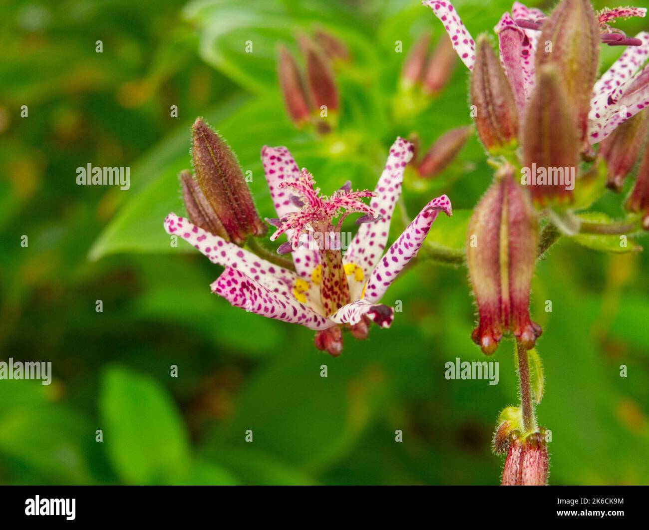Japanese Toad lily flower Stock Photo