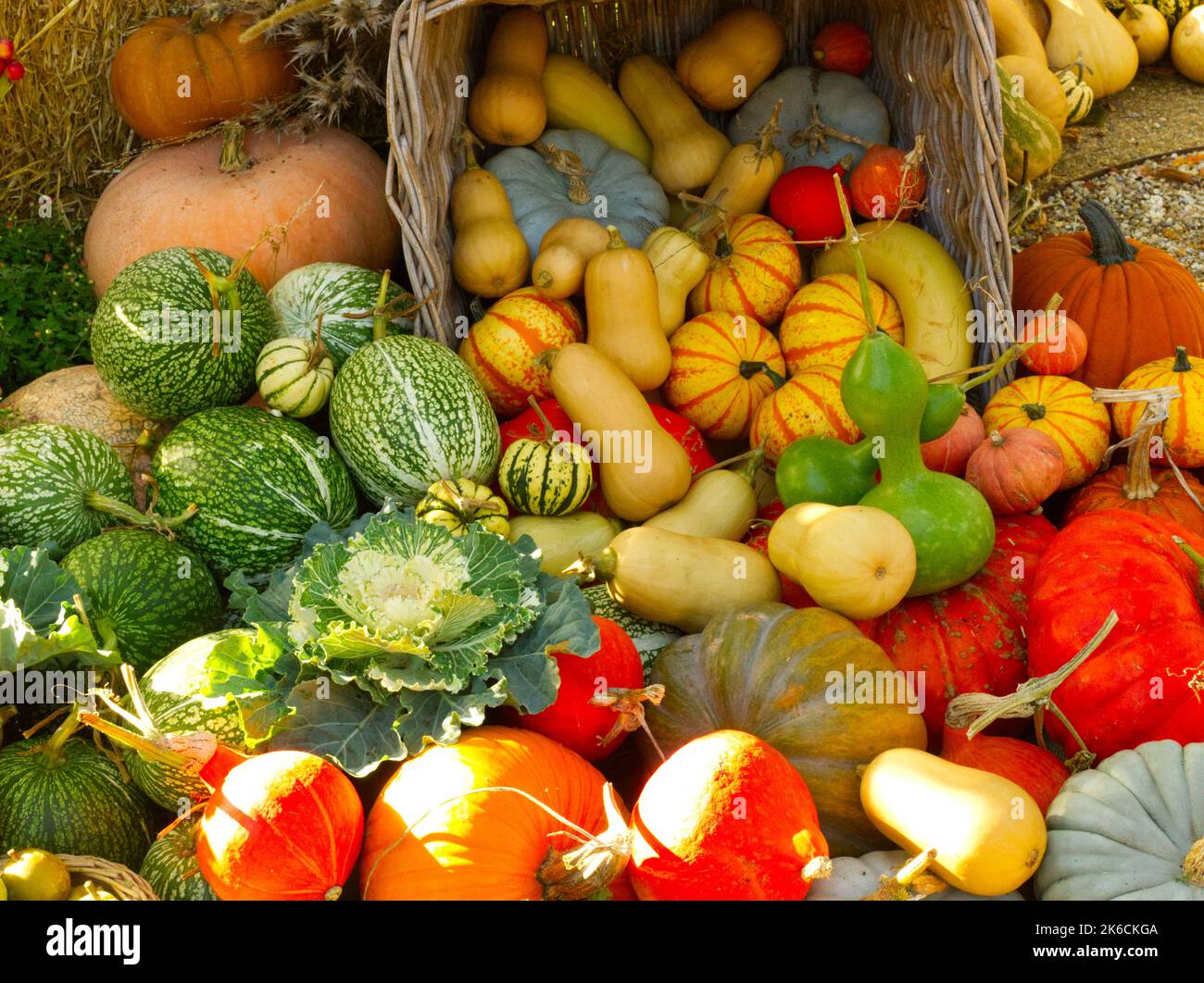 Mixed Gourds and autumn vegetables in harvest display Stock Photo