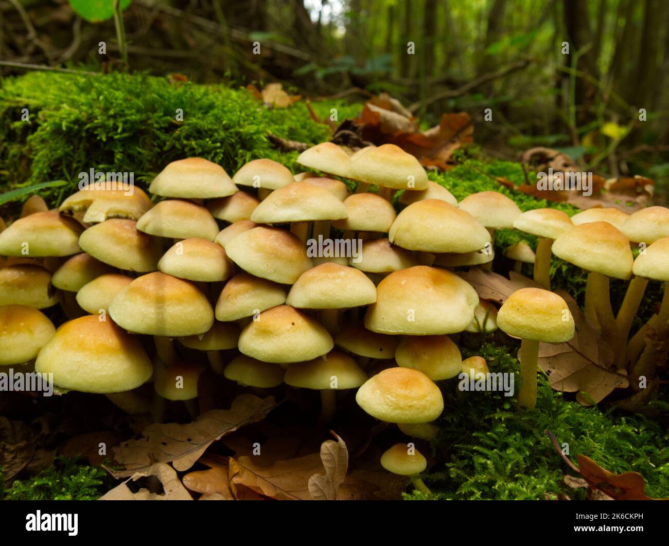 Clump of funghi in oak woodland Stock Photo