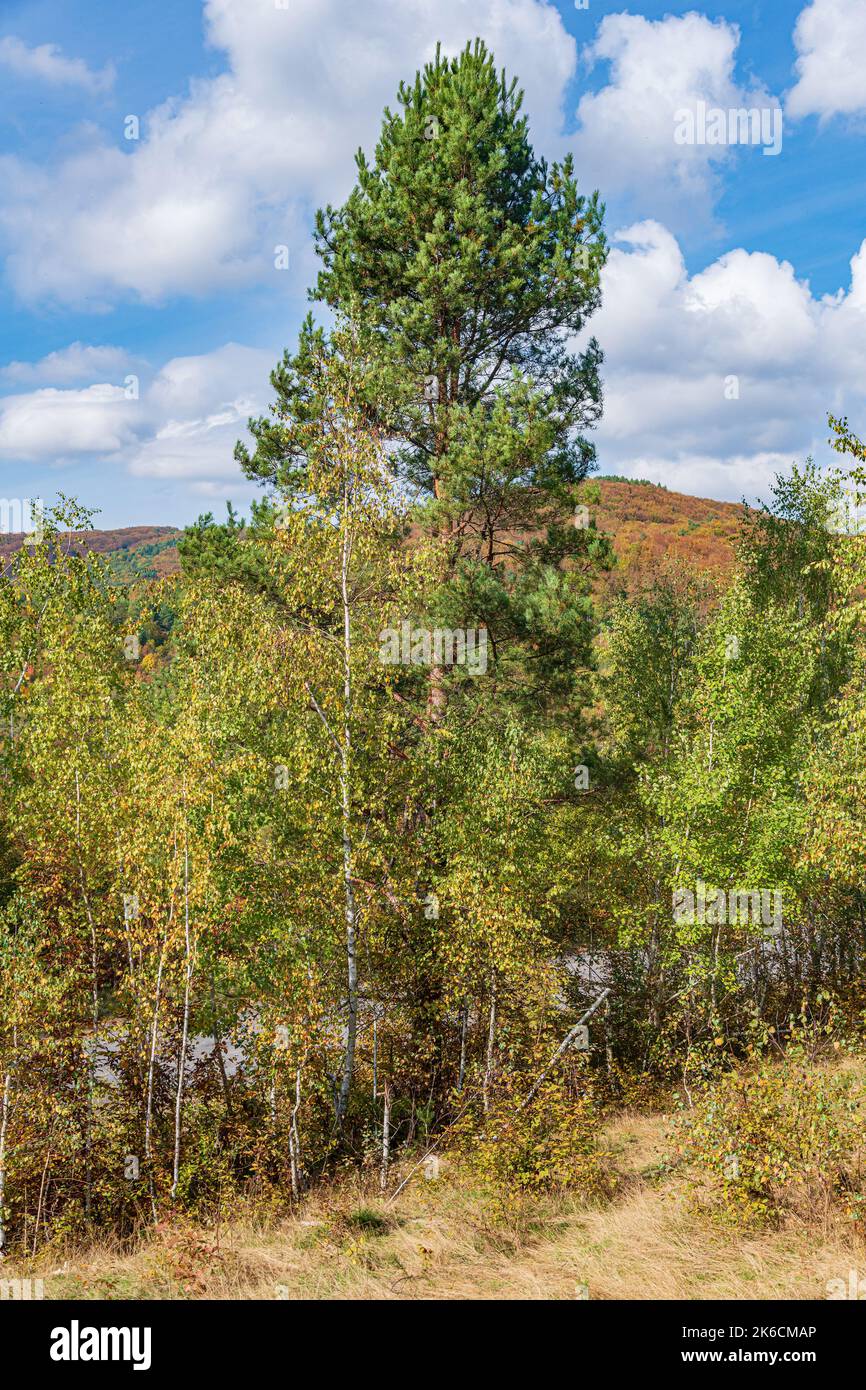 Crowns pine trees in forest hi-res stock photography and images - Alamy