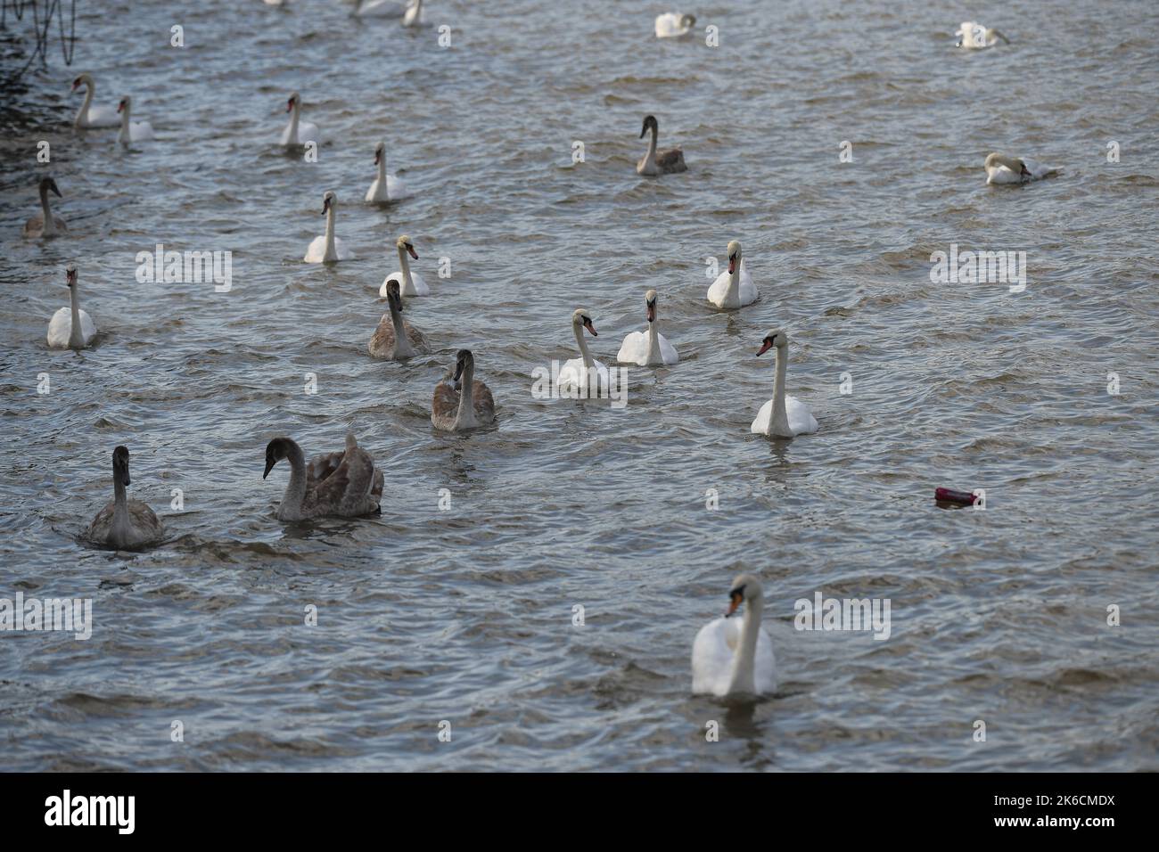 Swans on the river Thames London UK.A lone plastic bottle floats alongside the swans. Stock Photo