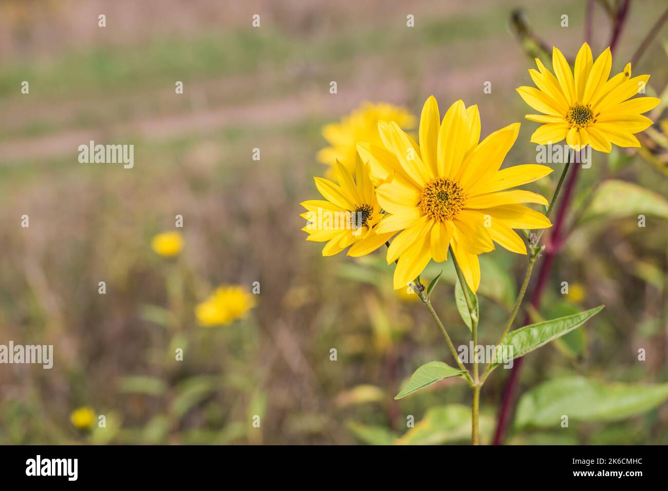 Jerusalem artichoke or topinambur flower on the meadow with copy space