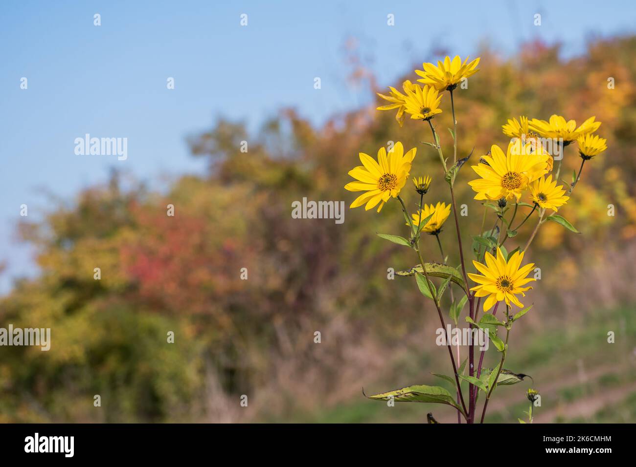 Jerusalem artichoke or topinambur flower on the meadow with copy space