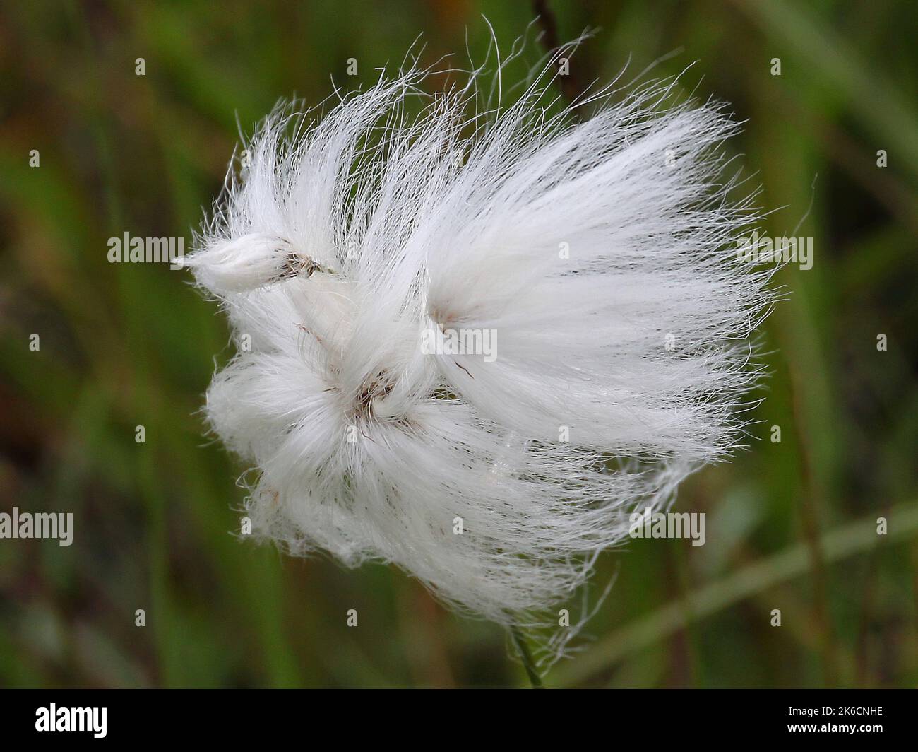 Eriophorum Cotton Grass Close Up, Arran, Isle of Arran, Bute, Buteshire, Scotland, United Kingdom, Great Britain Stock Photo