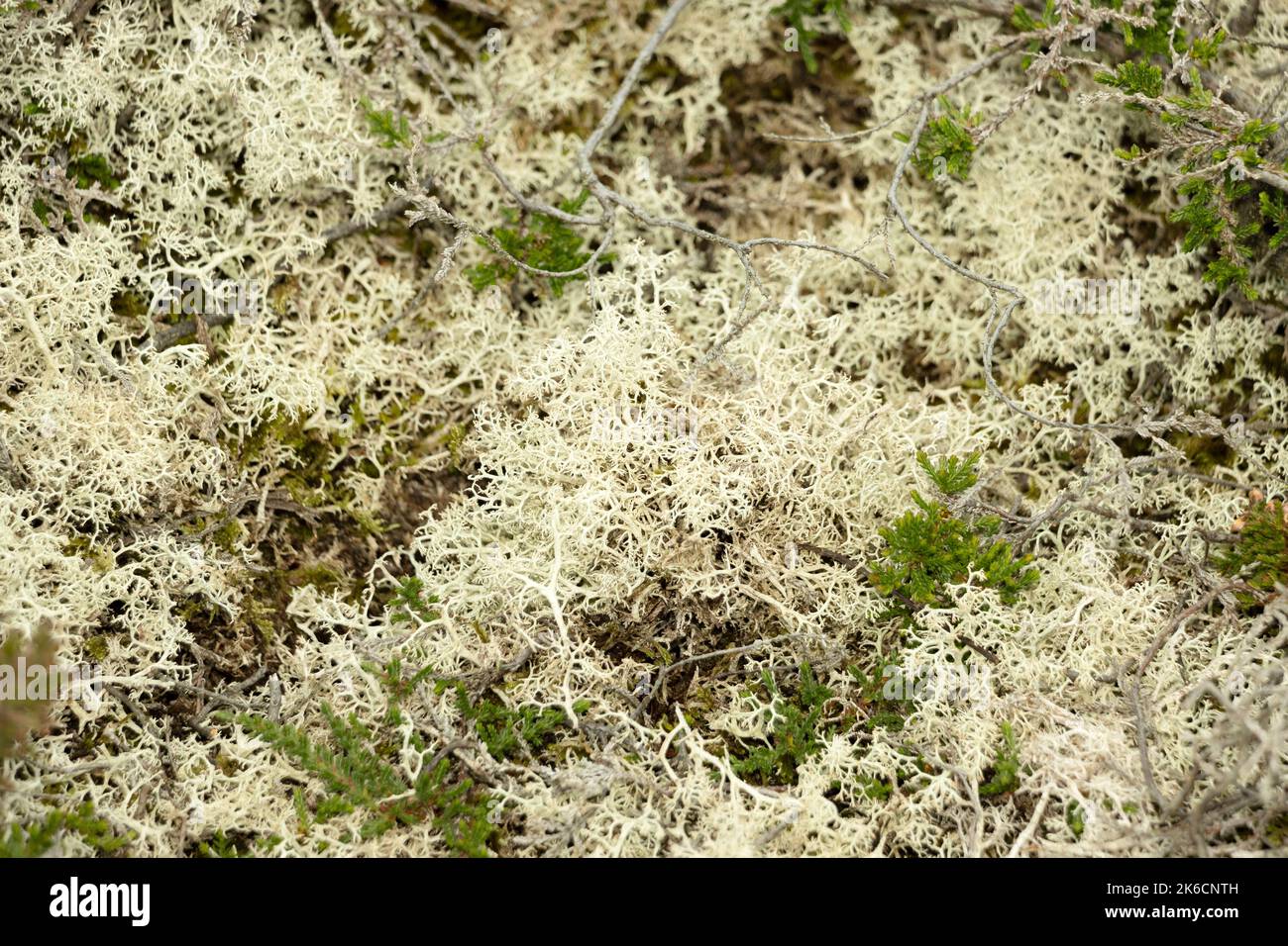 A miniature microcosm of lichens and mosses grow in between patches of Heather on Powys Mountain. They are predominantly Usnea and Cladonia species Stock Photo