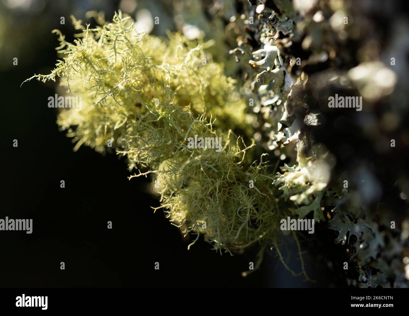 Lichens are a plant-like mutualistically symbiotic fungus and algae living together. They are hardy and are the first living organism to colonise. Stock Photo