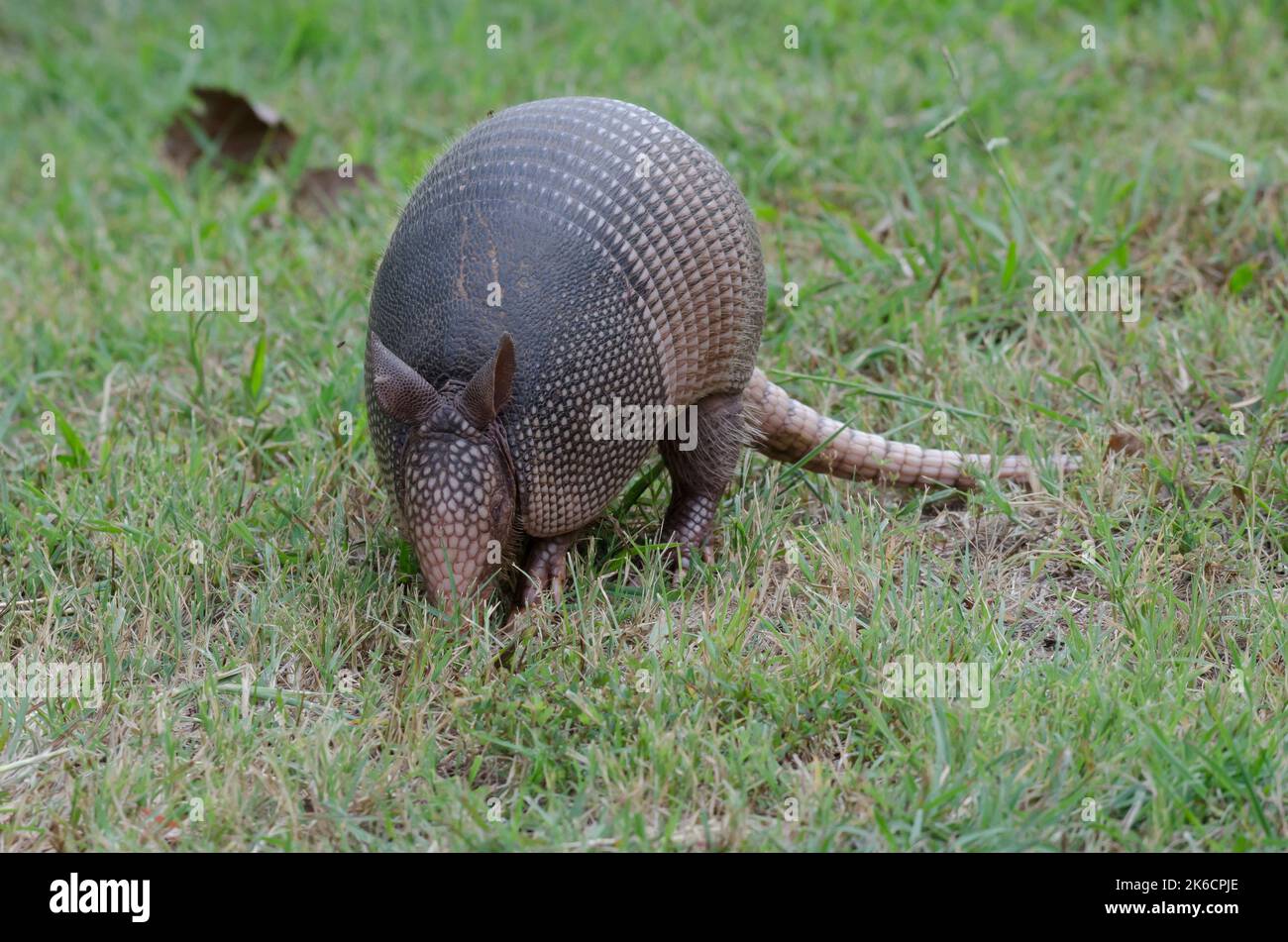 Nine banded armadillo feeding hi-res stock photography and images - Alamy