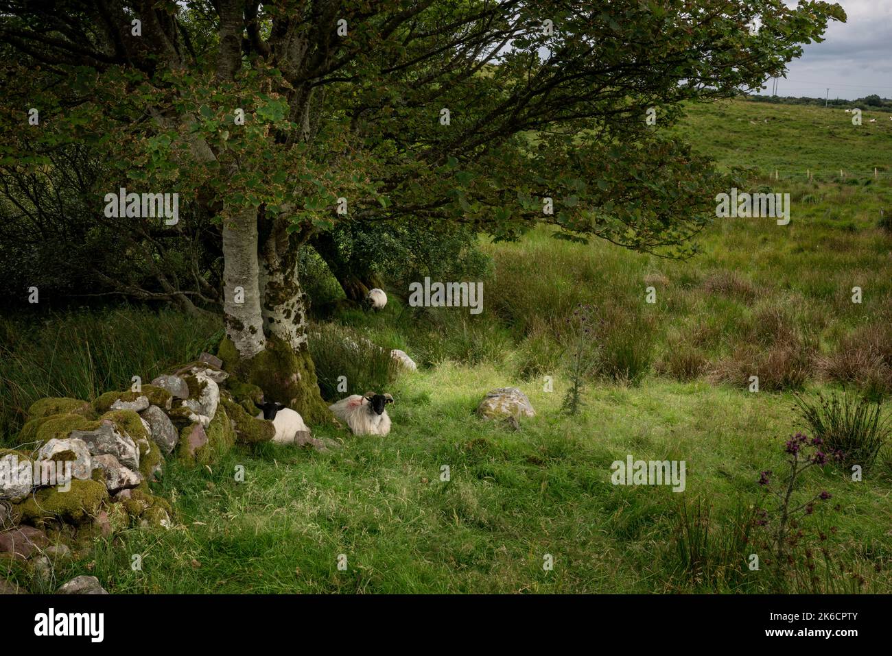 A typical Irish scene. Sheep lie quietly in the shade under a tree. A moss-covered stone wall separates the meadows. Stock Photo