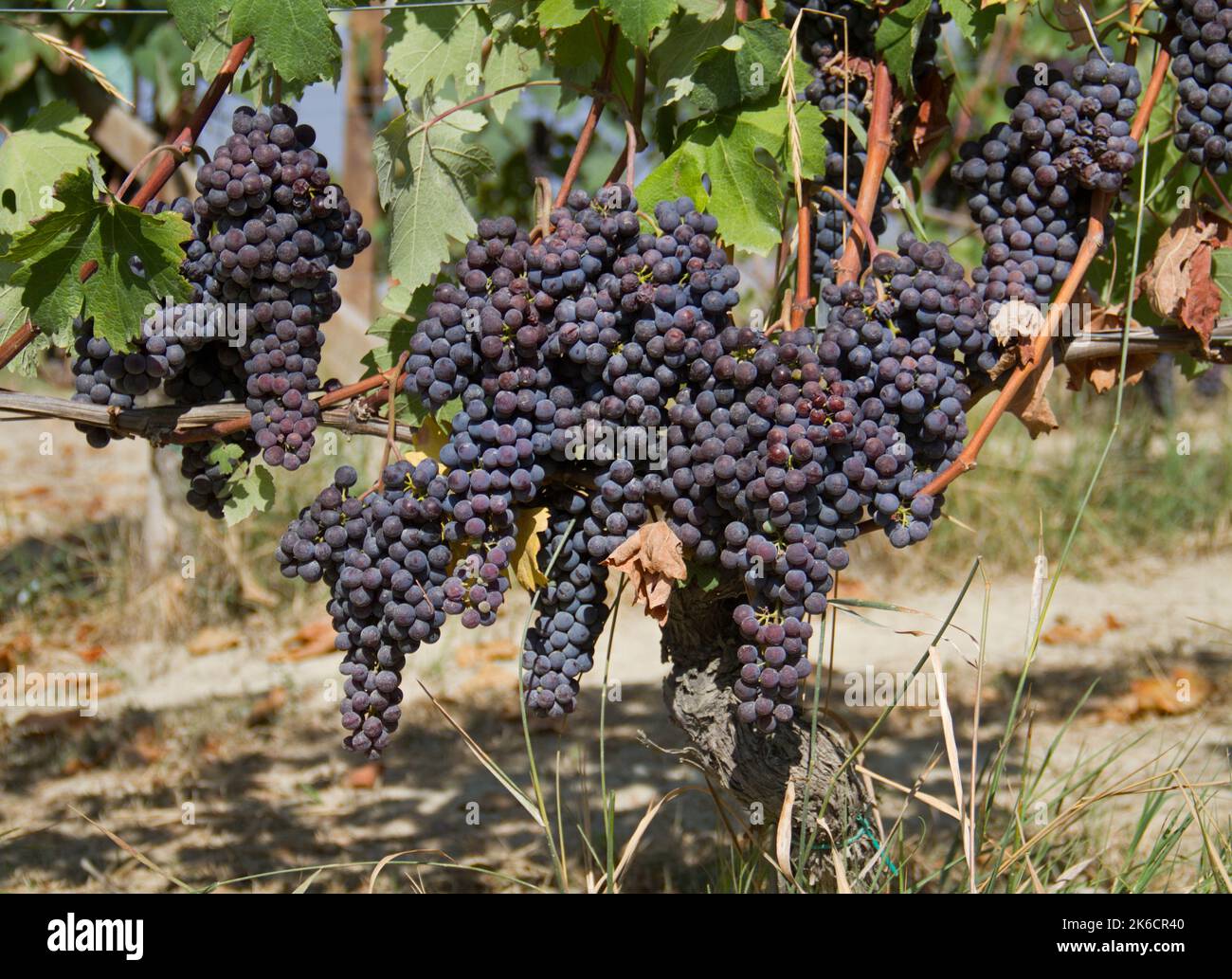Blue bunches of grapes in a vineyard Stock Photo