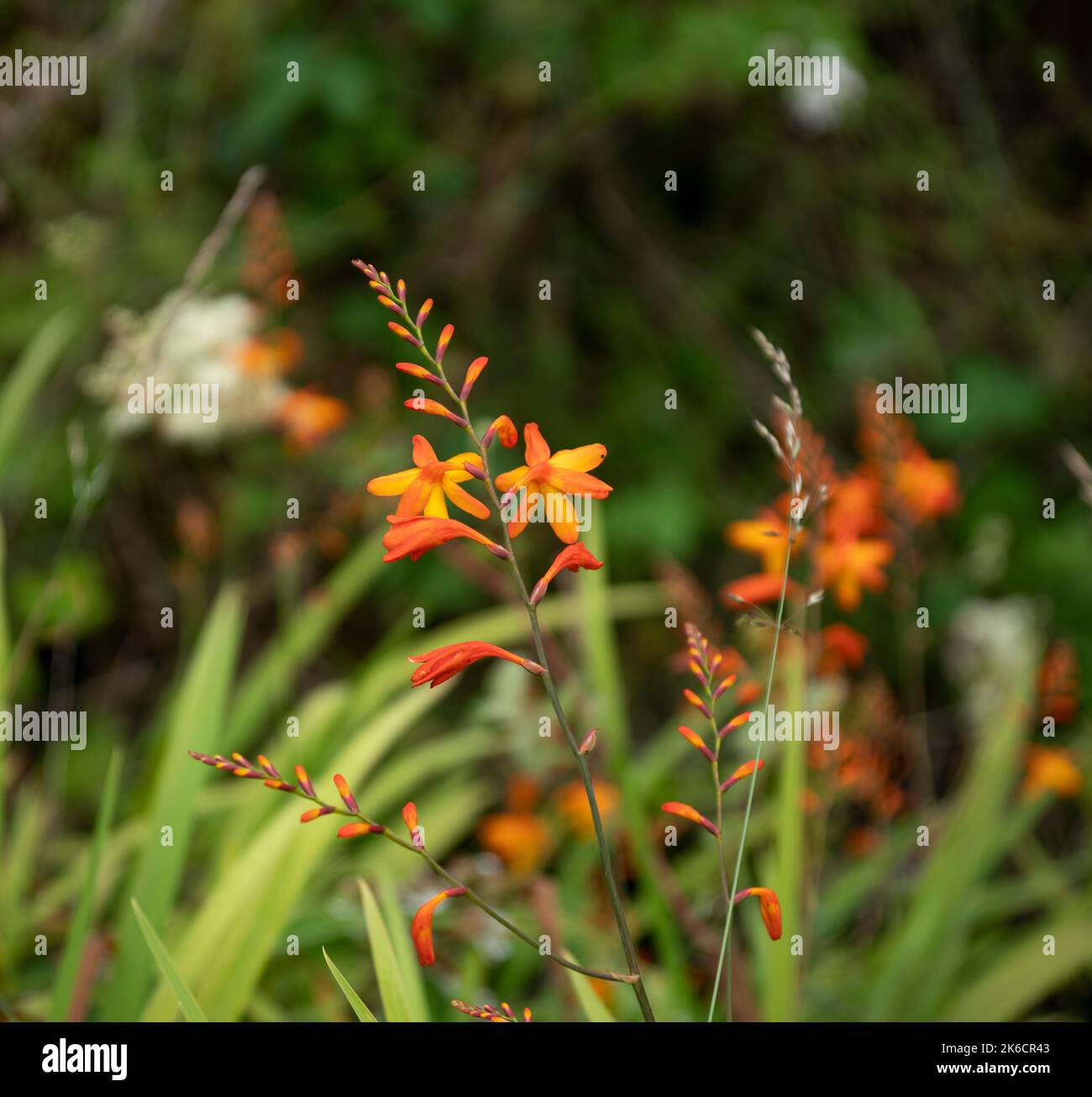 Orange montbretia flowers bloom on roadsides in Ireland Stock Photo Alamy