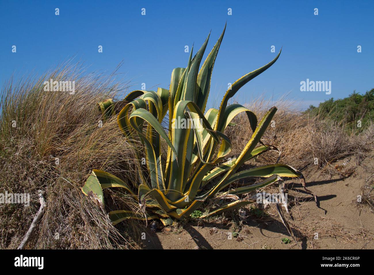 Century plant, also known as Mague, growing in the dunes of Italy Stock Photo