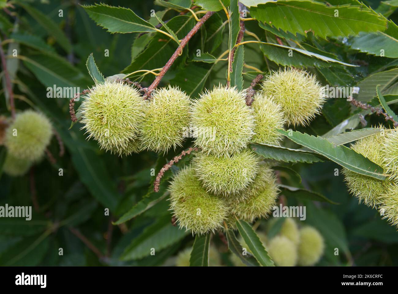 Cluster of spiky sheaths and leaves of Sweet chestnut Stock Photo
