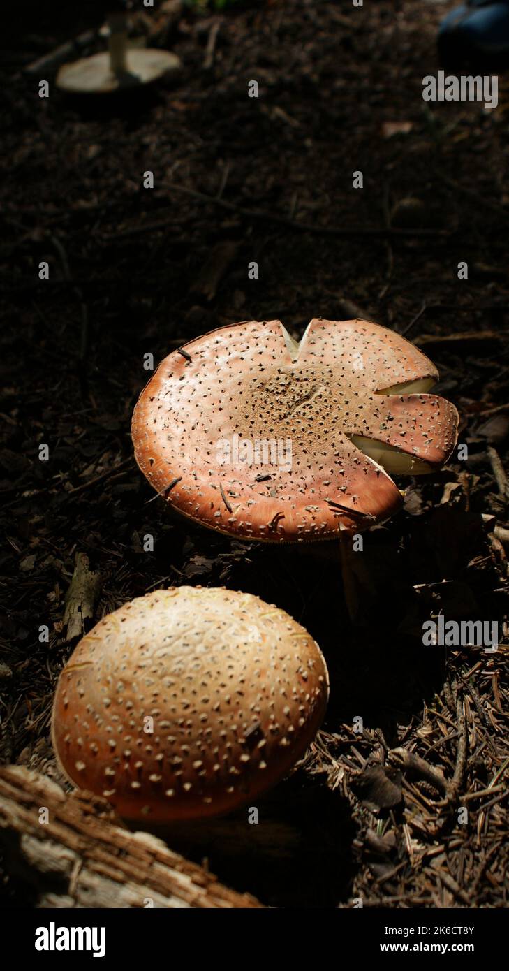 A wild mushroom growing in the forest Stock Photo - Alamy