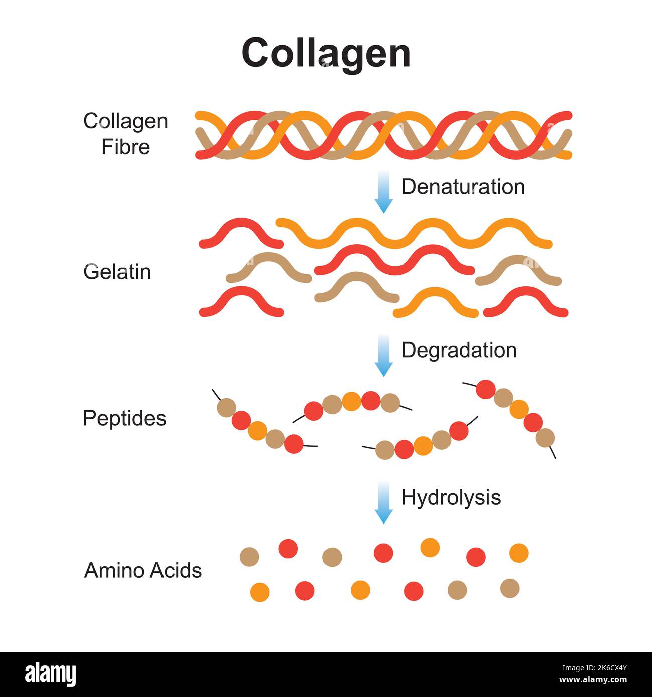Scientific Designing of Collagen Denaturation and Degradation. Amino