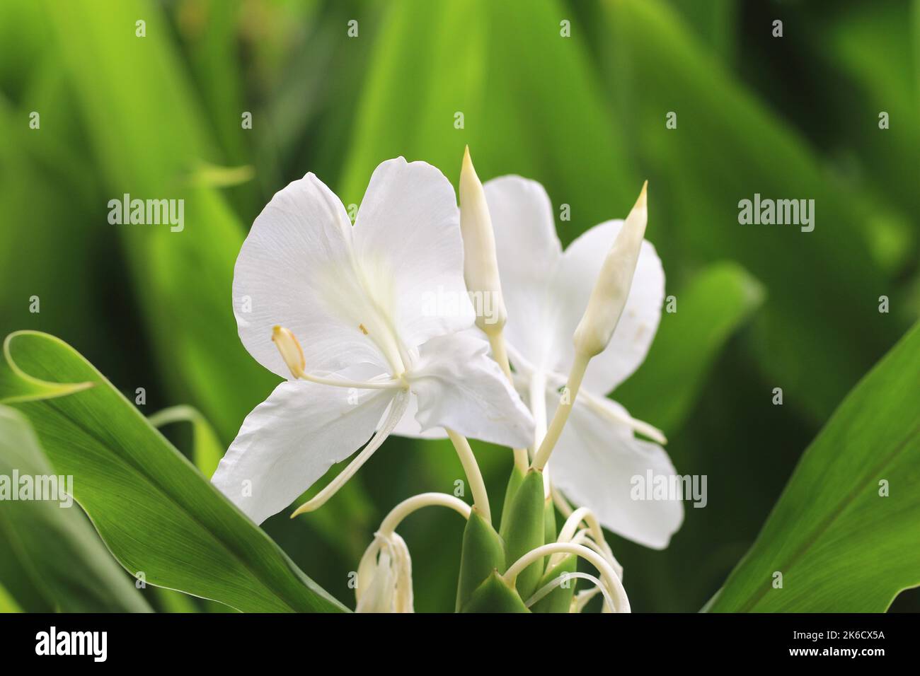 Butterfly Ginger,Ginger Lily,Butterfly Lily,Garland Flower,beautiful white flowers blooming in the garden Stock Photo