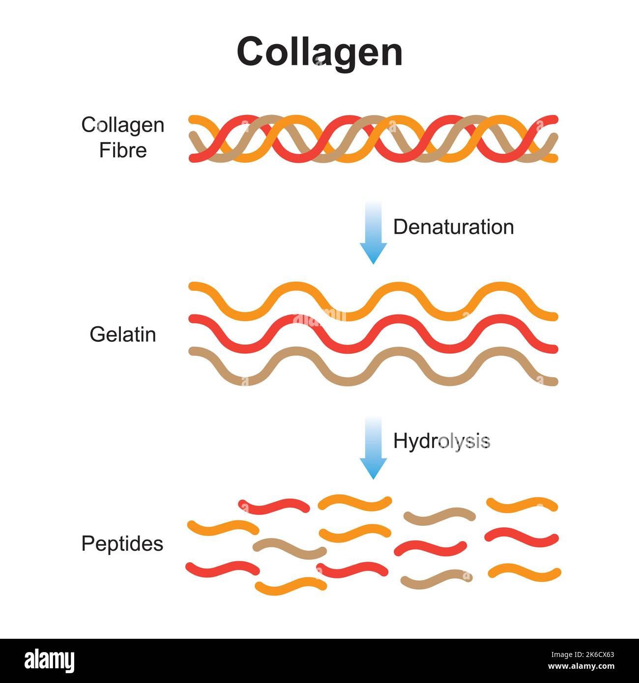 Scientific Designing of Collagen Denaturation and Degradation. Amino