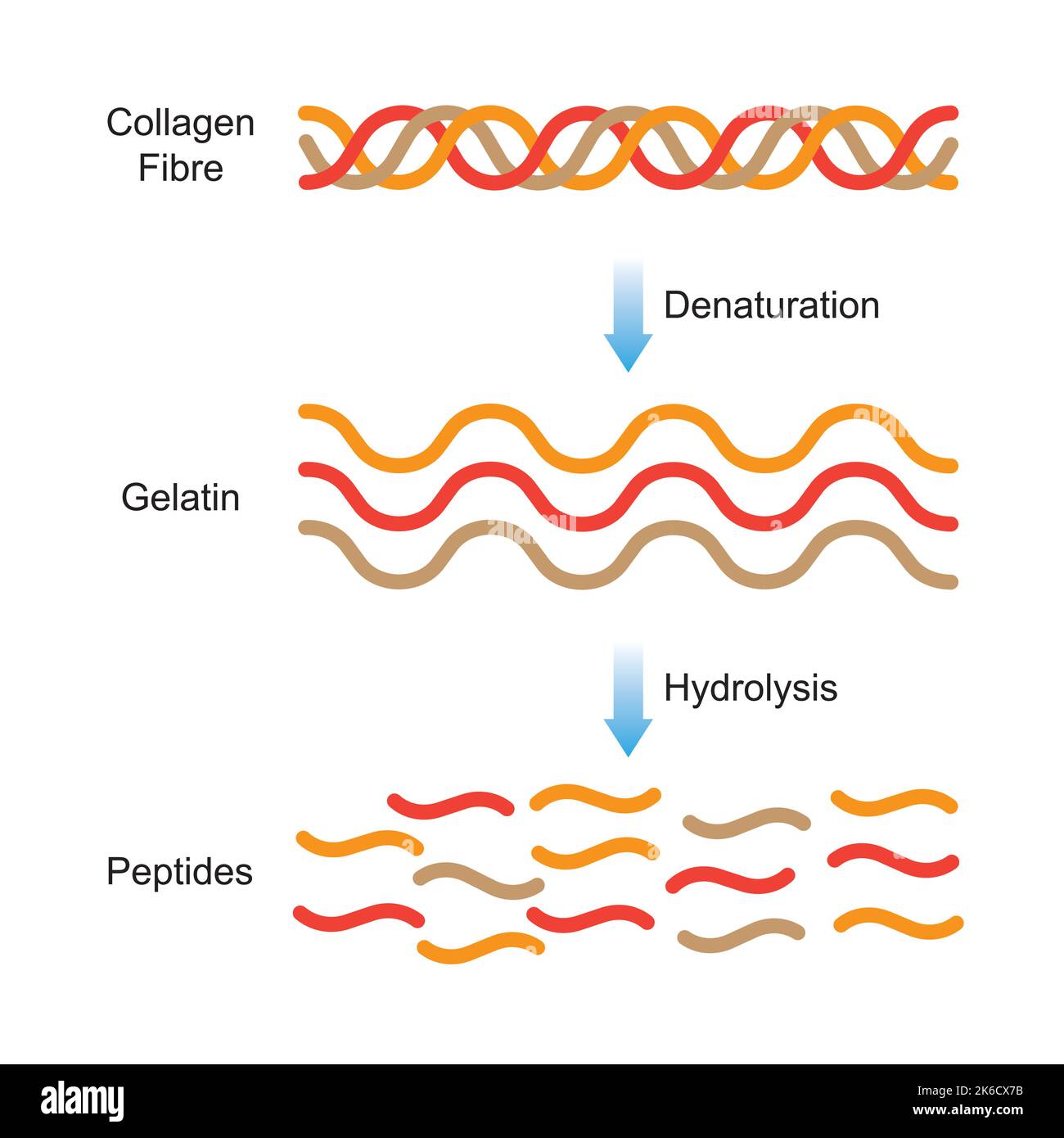 Scientific Designing of Collagen Denaturation and Degradation. Amino