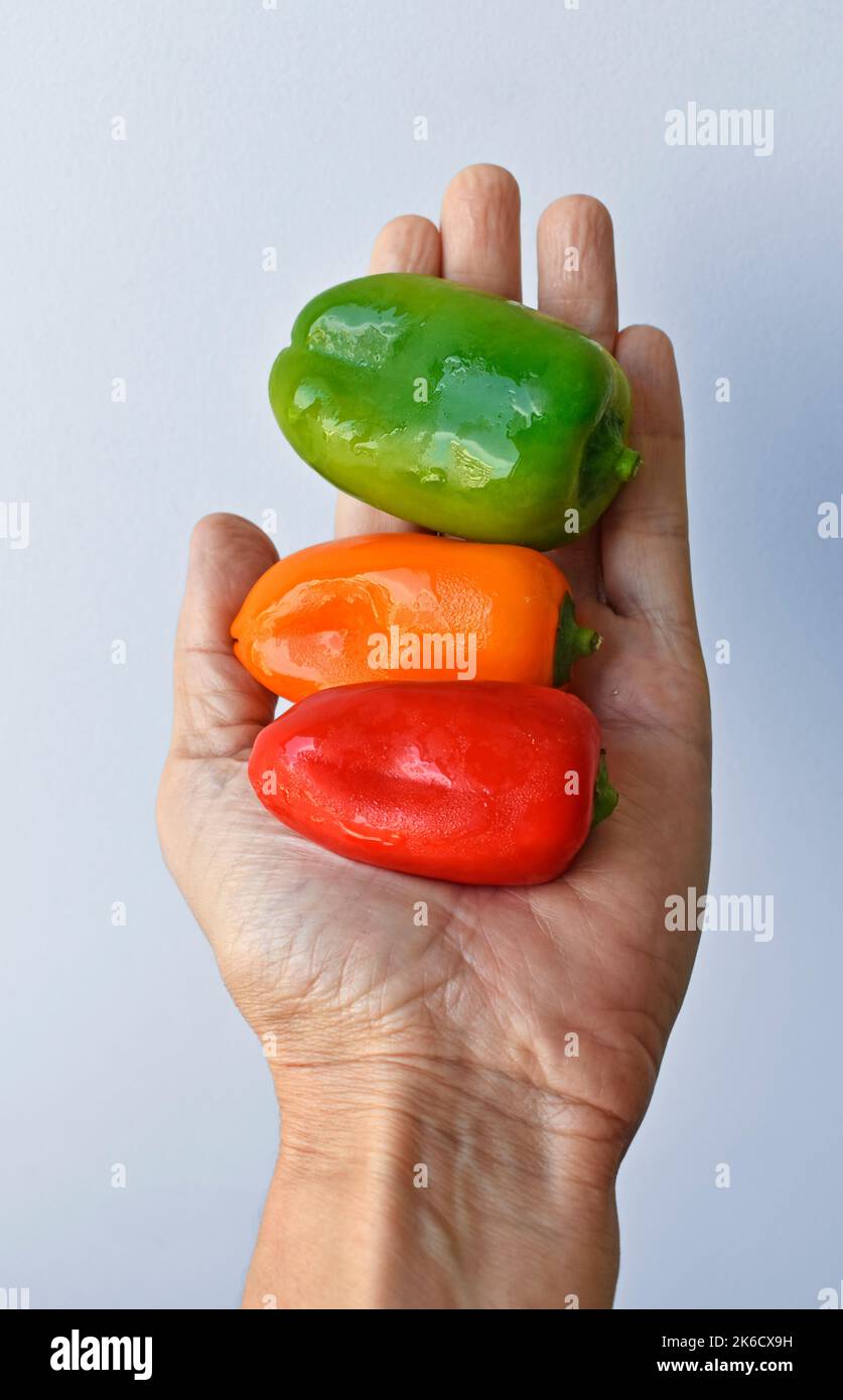 Mini bell peppers on hand in a bright background Stock Photo Alamy