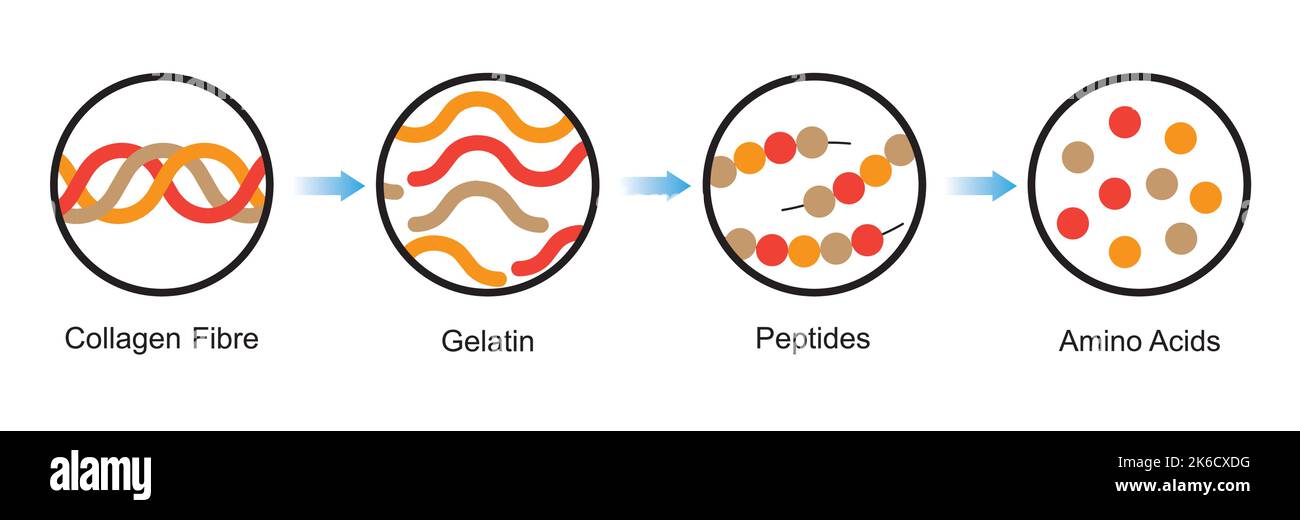 Scientific Designing of Collagen Denaturation and Degradation. Amino