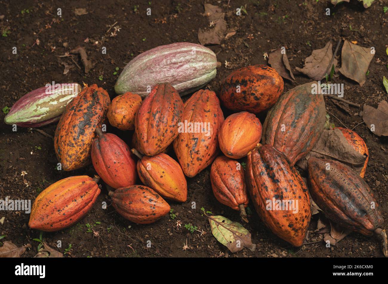 Cacao pod harvest theme. Natural plant cocoa pod background Stock Photo ...