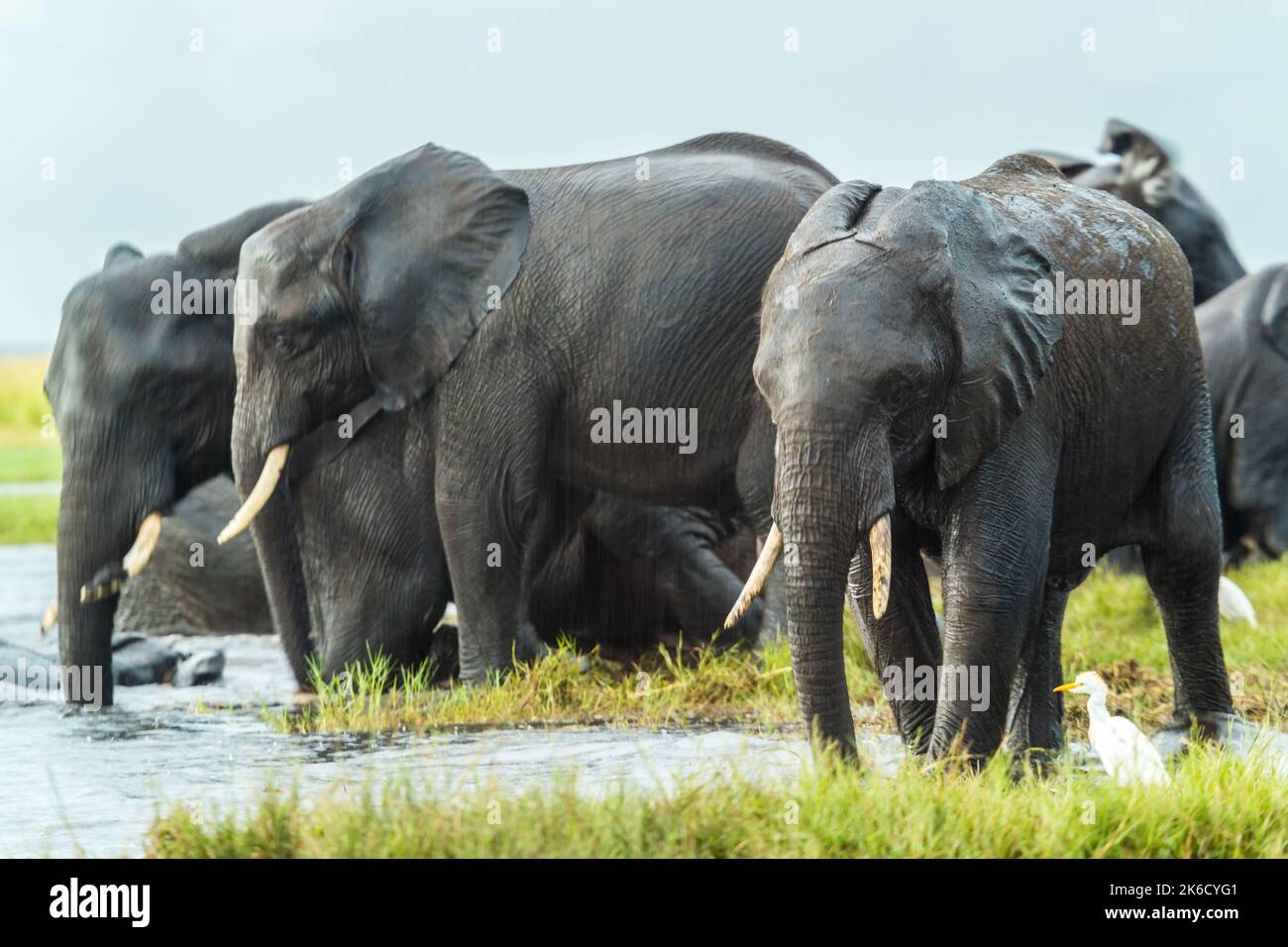 Elephants, Chobe Nat Pk, Botswana, Africa Stock Photo