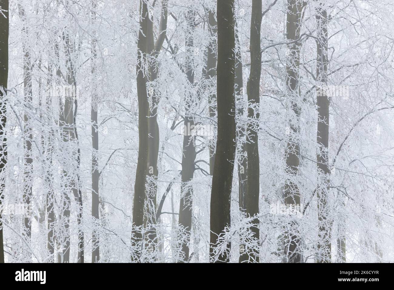 Trees with snow and frost, nr Wotton, Gloucestershire, England, United Kingdom Stock Photo