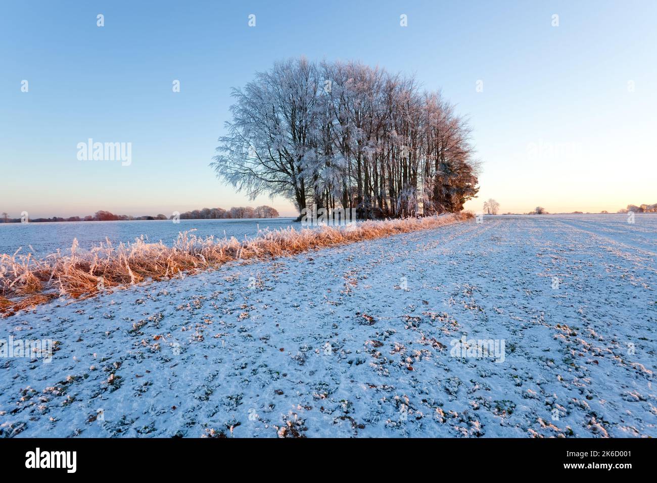 Snow landscape and trees, Gloucestershire, United Kingdom Stock Photo