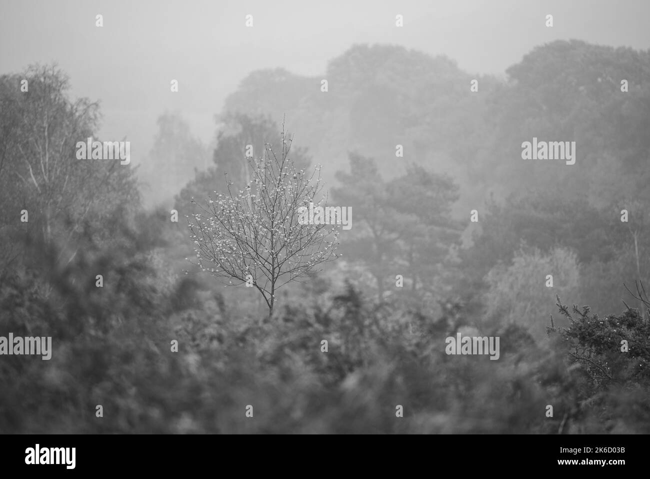 Misty forest in atmospheric black and white Stock Photo Alamy