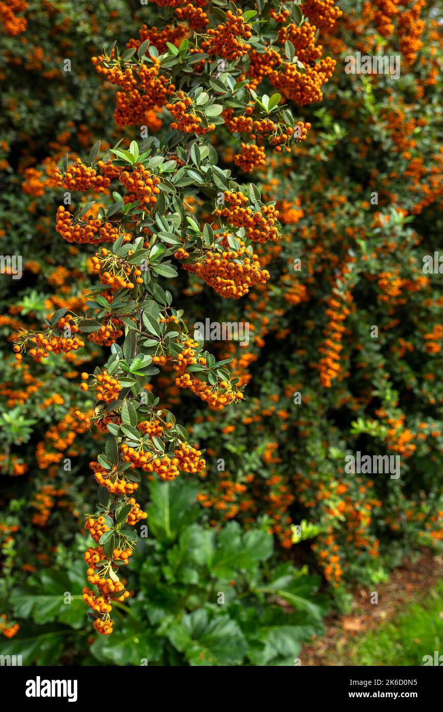 natural background with orange fruits on lush green leaves Stock Photo ...