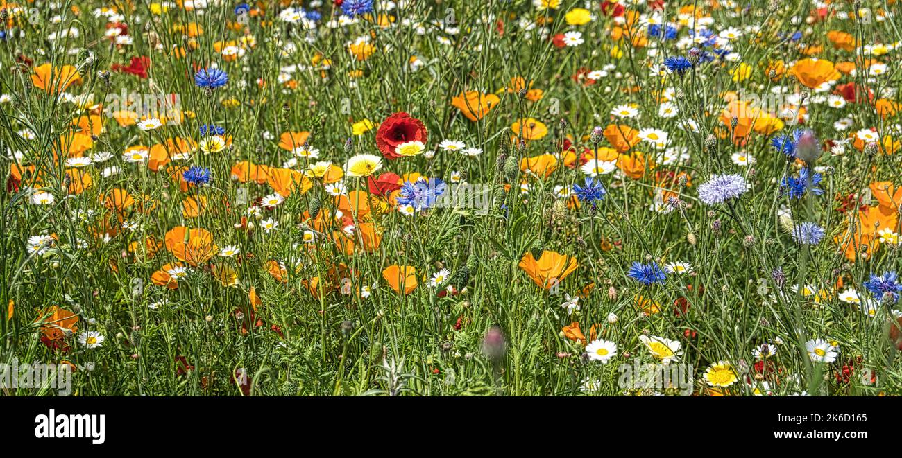 Wild poppies hi-res stock photography and images - Alamy