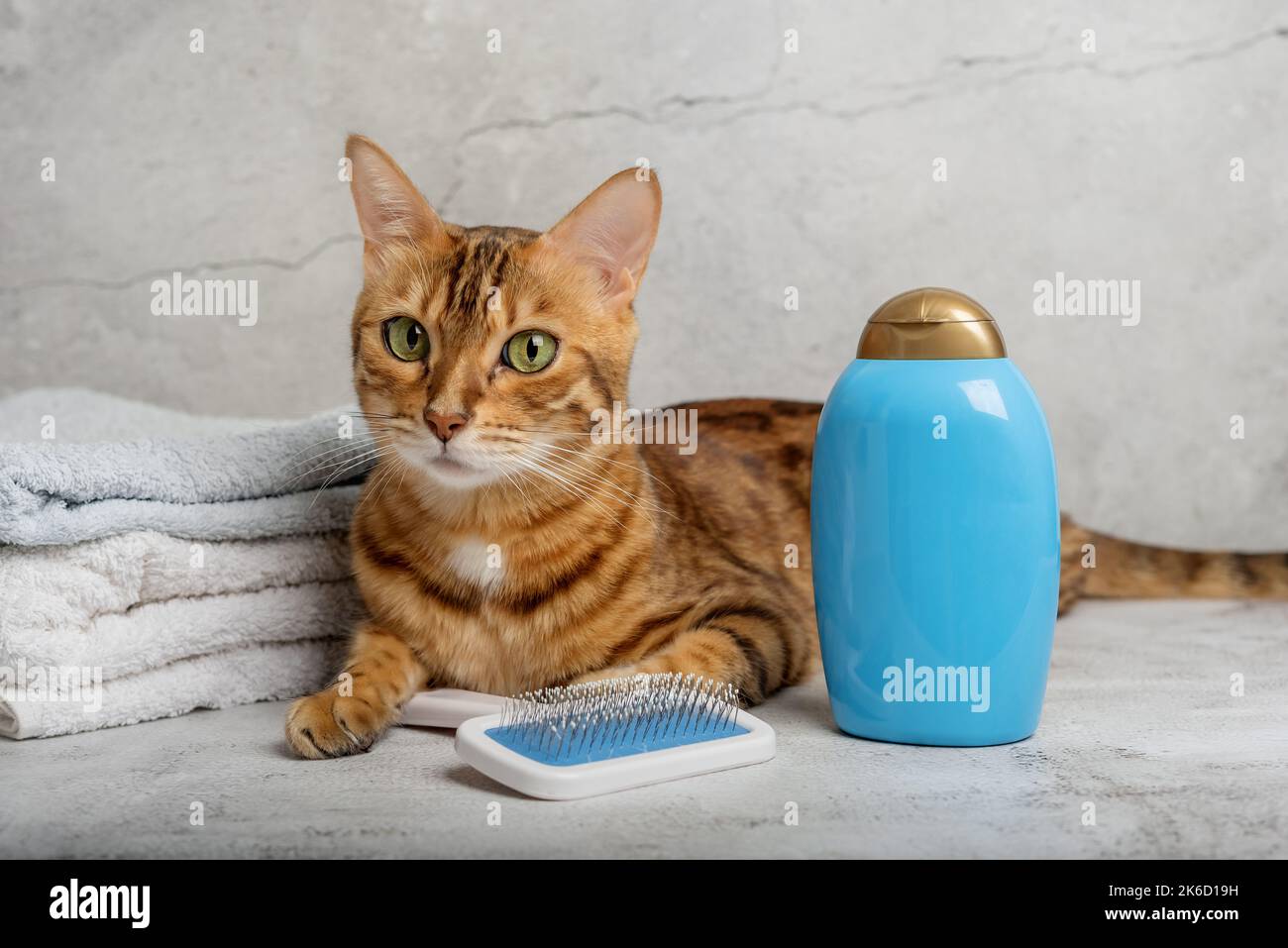 Pet grooming. Cute cat with tools for animal bathing, hygiene. Pet care