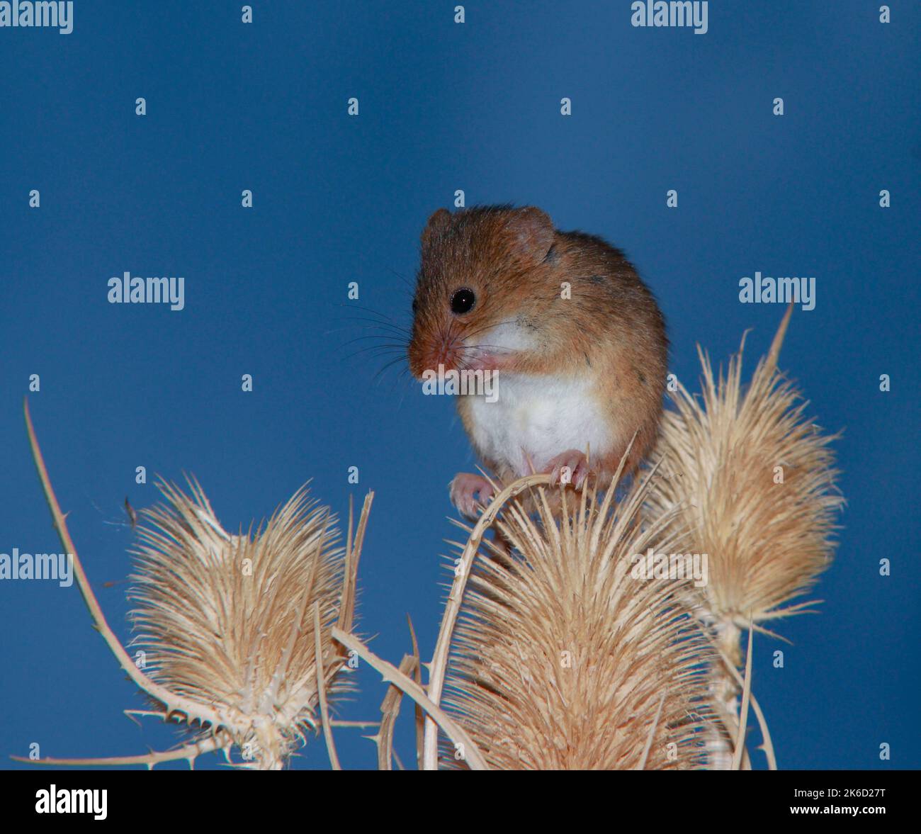 Harvest mouse on weasels Stock Photo